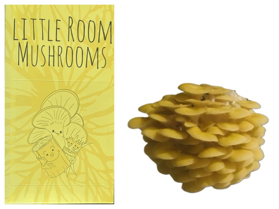 Golden Oyster Mushroom Kit