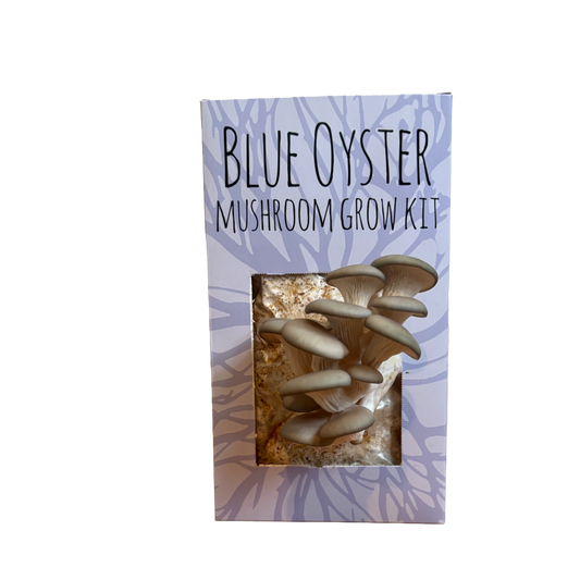 Blue Oyster Mushroom Kit