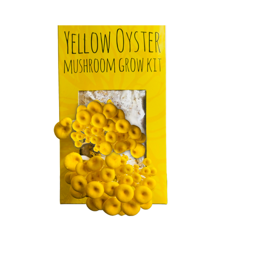 Golden Oyster Mushroom Kit